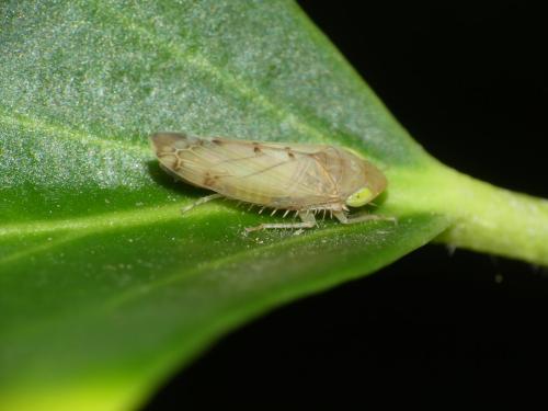 Réf. 288 654 : Synophropsis lauri